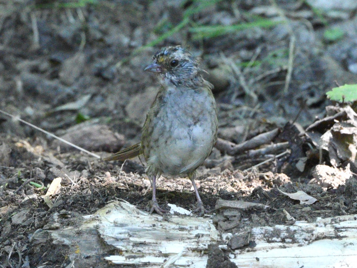 White-throated Sparrow - ML608845237