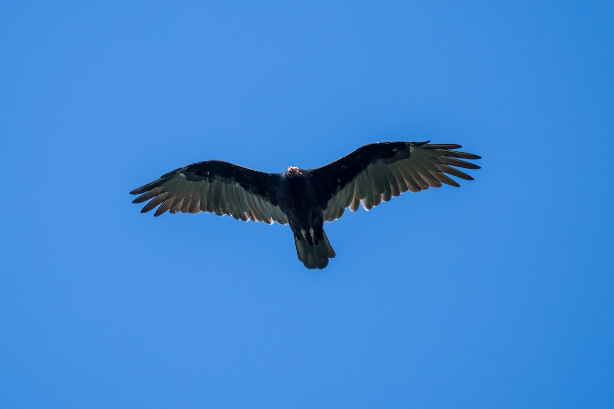 Turkey Vulture - ML608845267