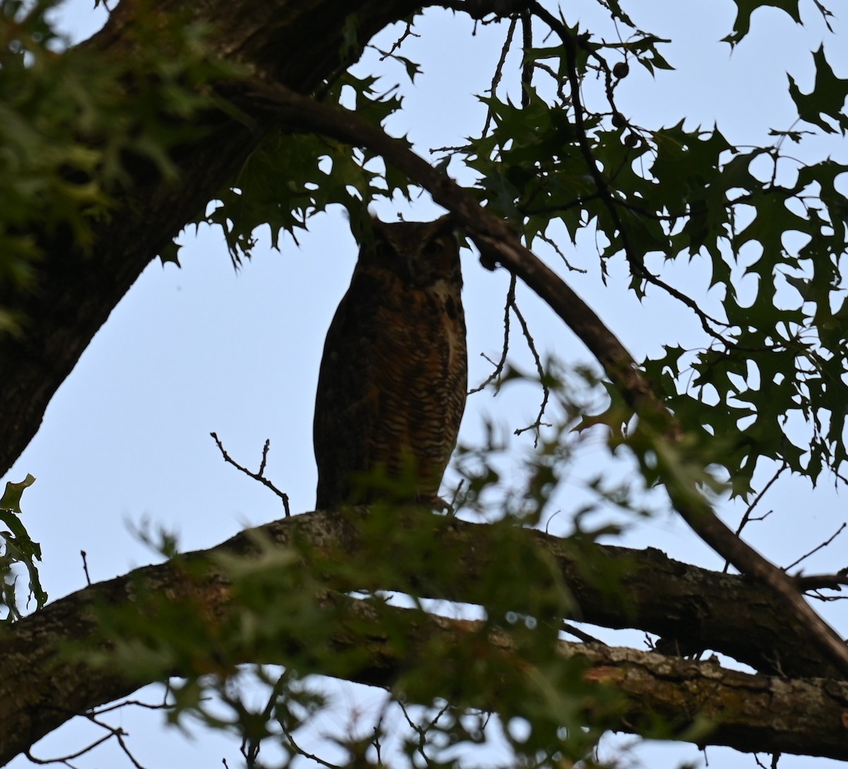 Great Horned Owl - ML608845504