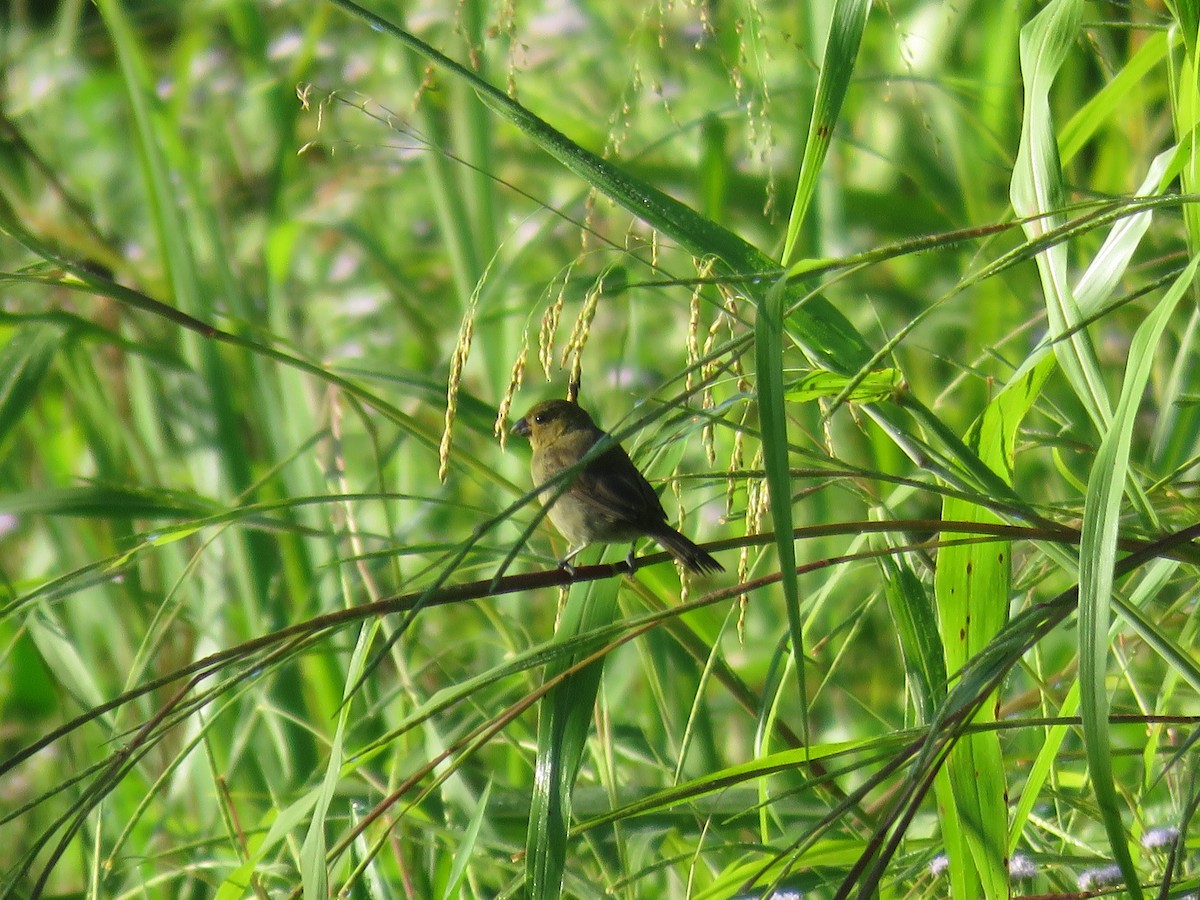 Variable Seedeater - ML608846182