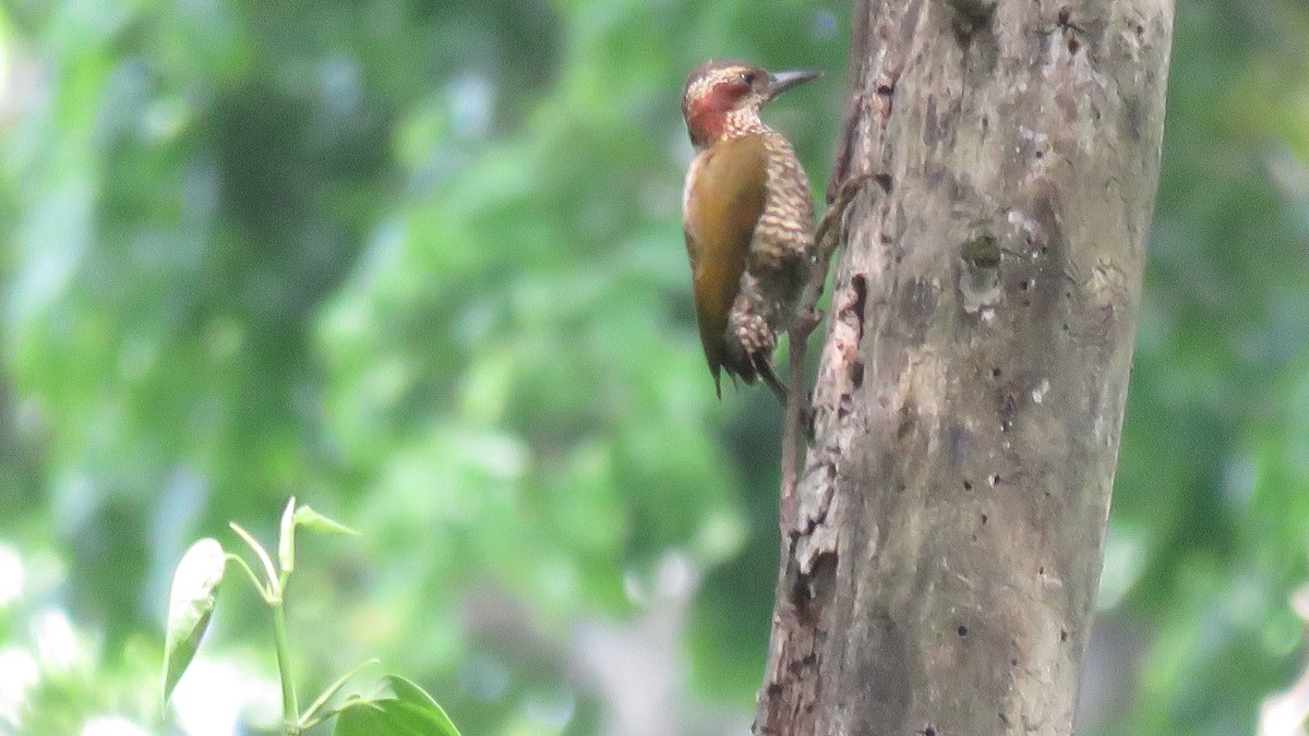 Brown-eared Woodpecker - ML608846194