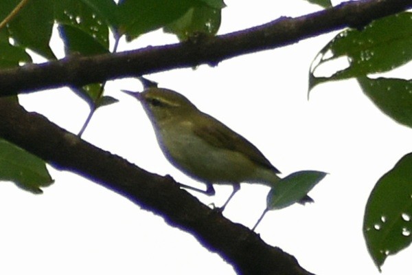 Greenish Warbler (viridanus) - ML608846334