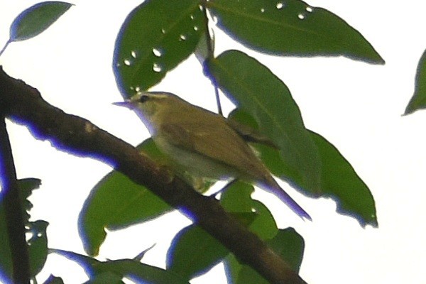 Greenish Warbler (viridanus) - ML608846336