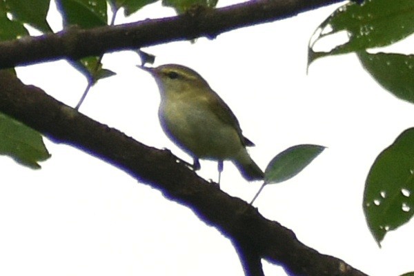 Greenish Warbler (viridanus) - ML608846337