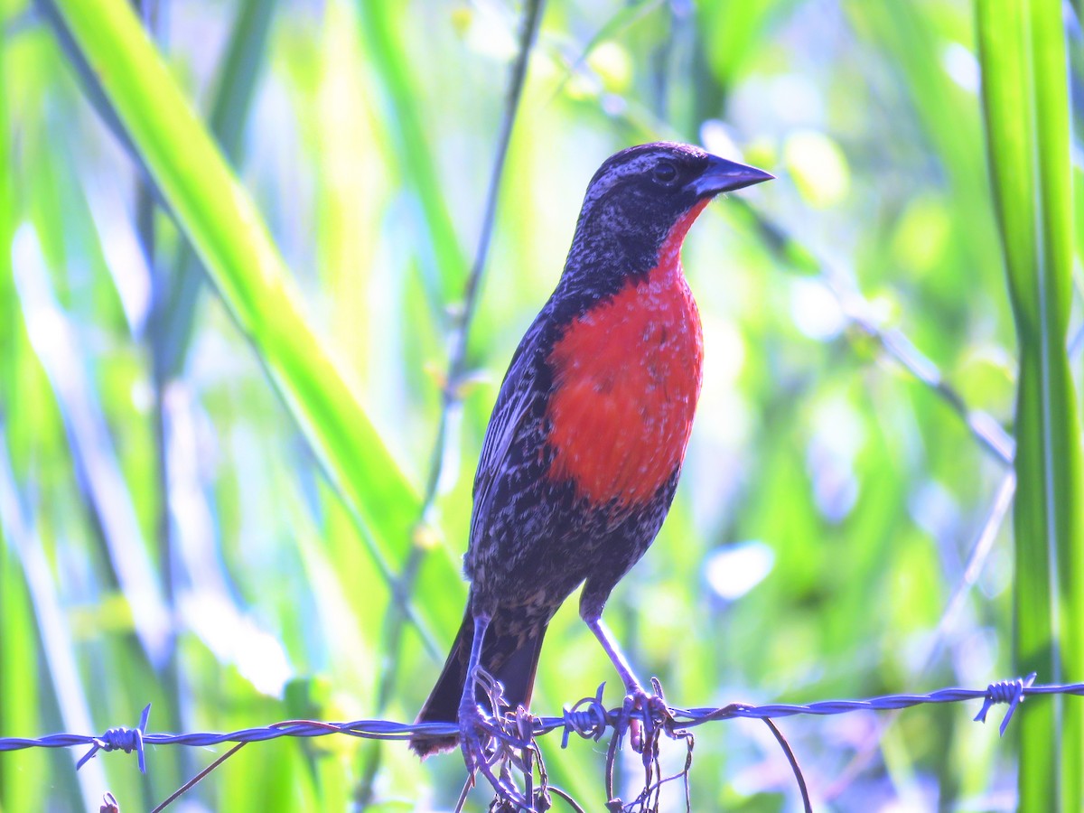 Red-breasted Meadowlark - ML608846511