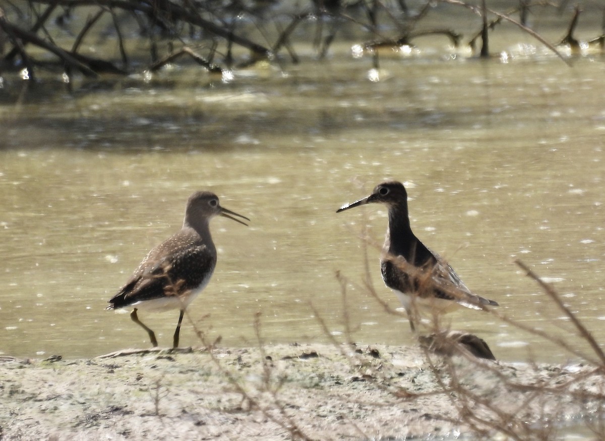 Solitary Sandpiper - ML608846555