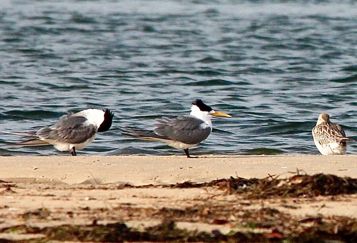 Great Crested Tern - ML608846571
