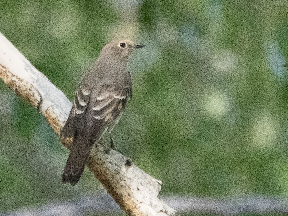 Townsend's Solitaire - ML608846737