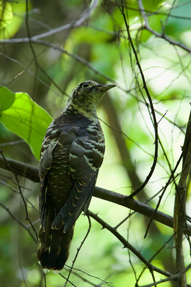 Indian Cuckoo - ML608846841