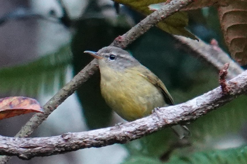 Timor Leaf Warbler (Flores) - ML608846905