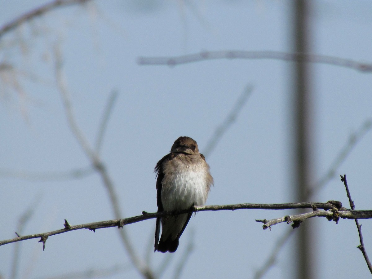 Northern Rough-winged Swallow - ML608846973