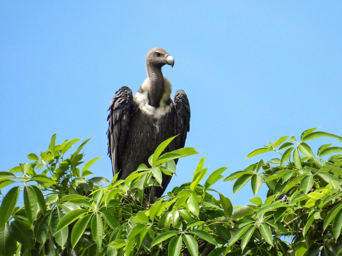 White-rumped Vulture - Dipayan Chakraborty
