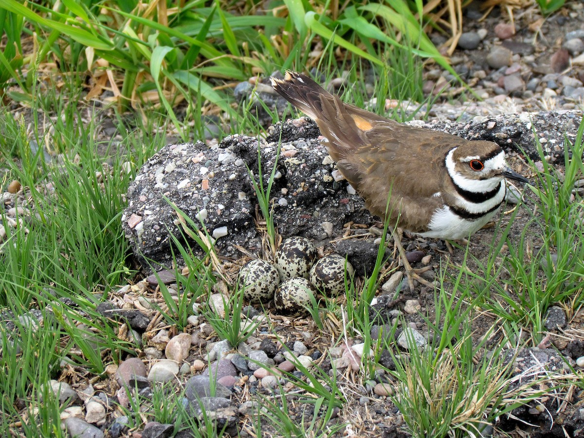 Killdeer - ML608847084