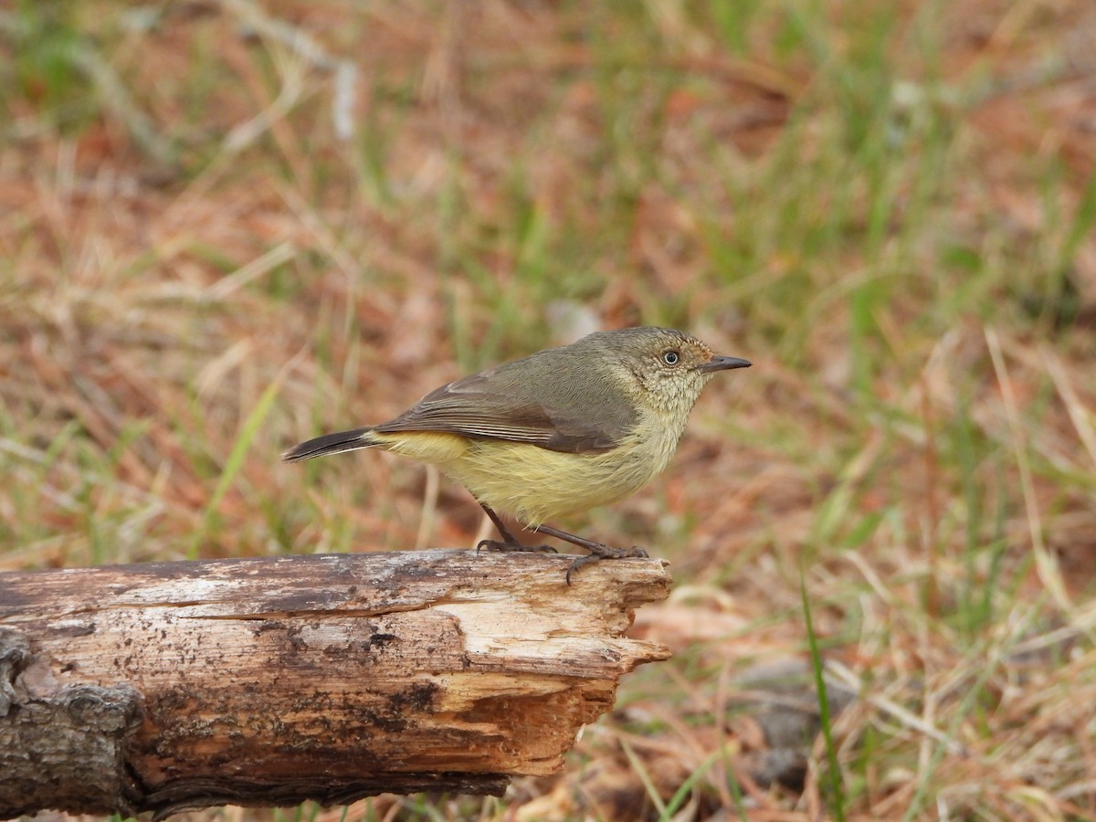 EBird Checklist 15 Sep 2023 Strathnairn Gallery 27 Species