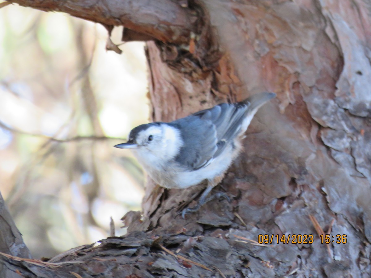 White-breasted Nuthatch - ML608847310