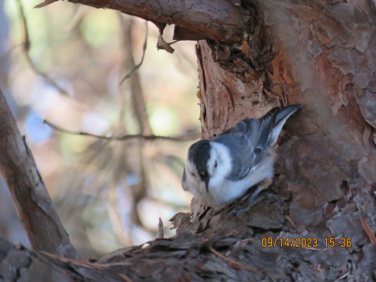 White-breasted Nuthatch - ML608847313