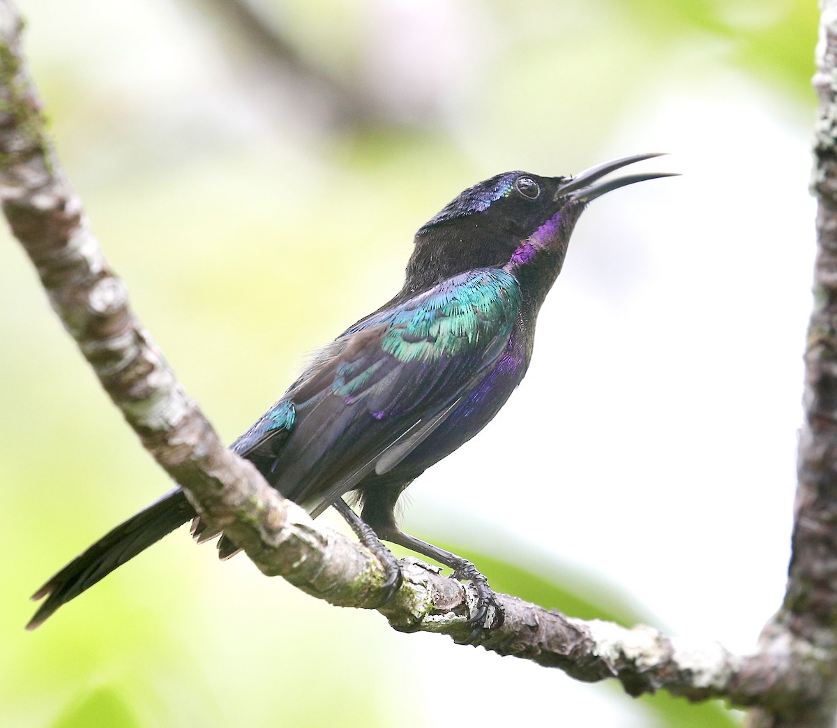 Copper-throated Sunbird - ML608847883
