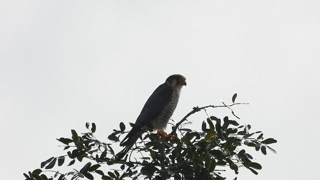 Red-necked Falcon - ML608847888