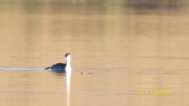 Great Crested Grebe - ML608847959
