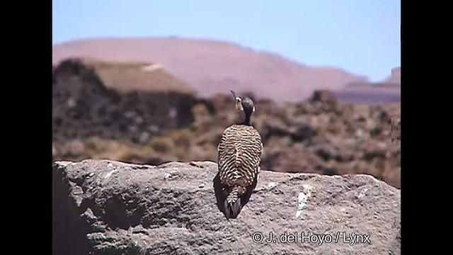 Andean Flicker (Southern) - ML608848676