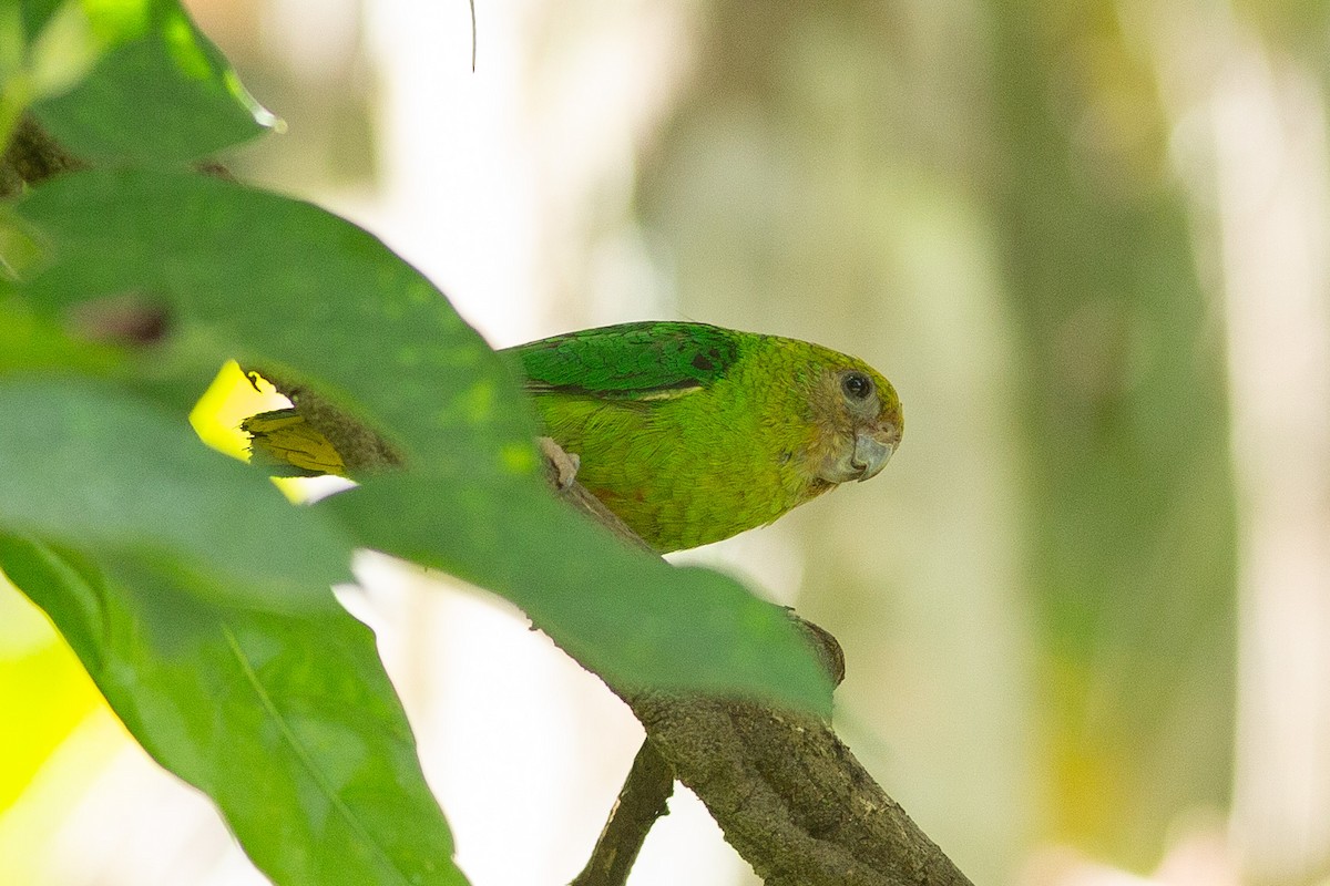 Yellow-capped Pygmy-Parrot - ML608848872
