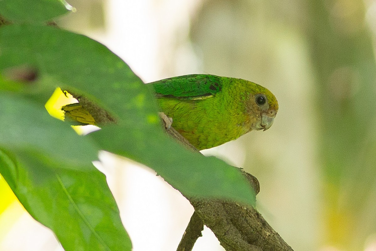 Yellow-capped Pygmy-Parrot - ML608848873