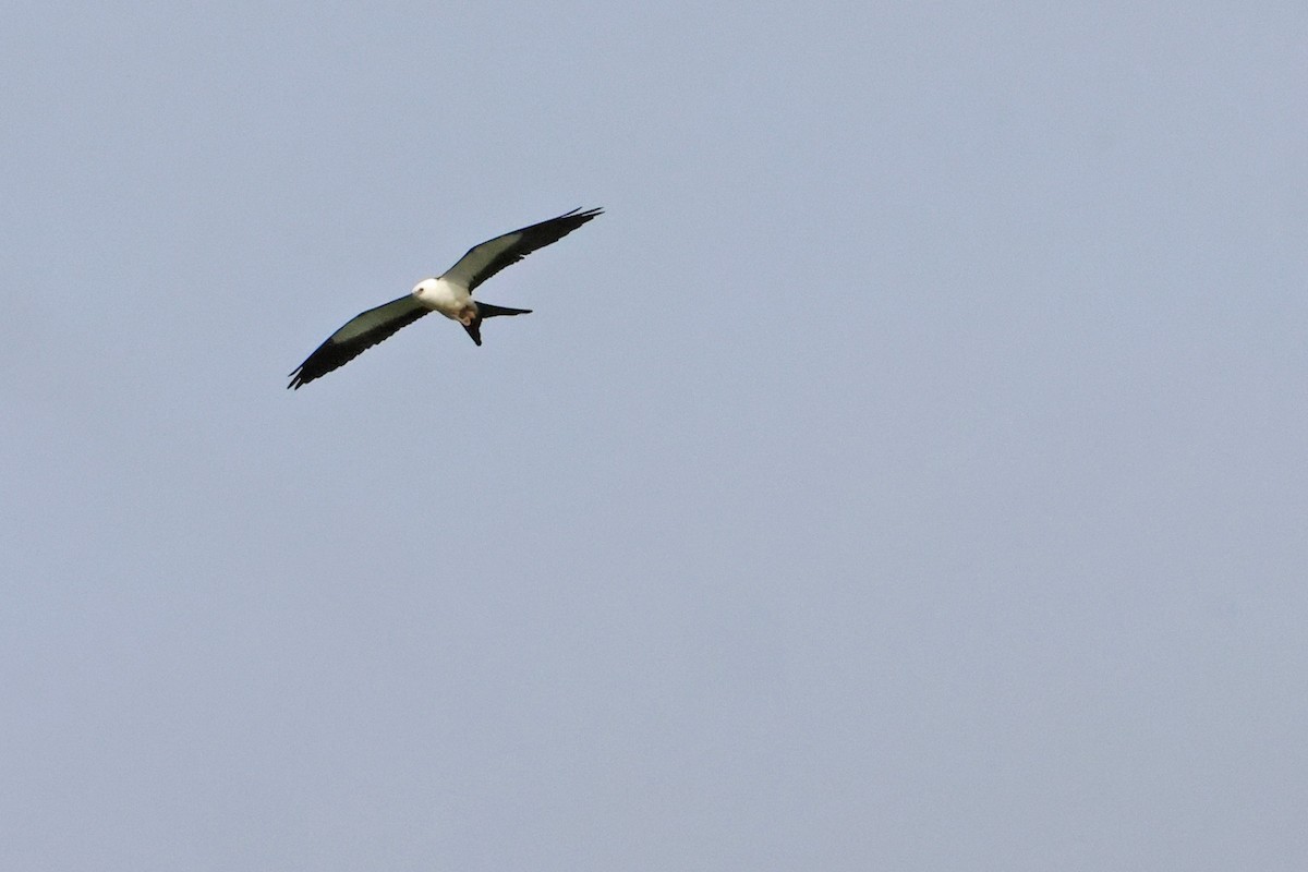 Swallow-tailed Kite - ML608849100