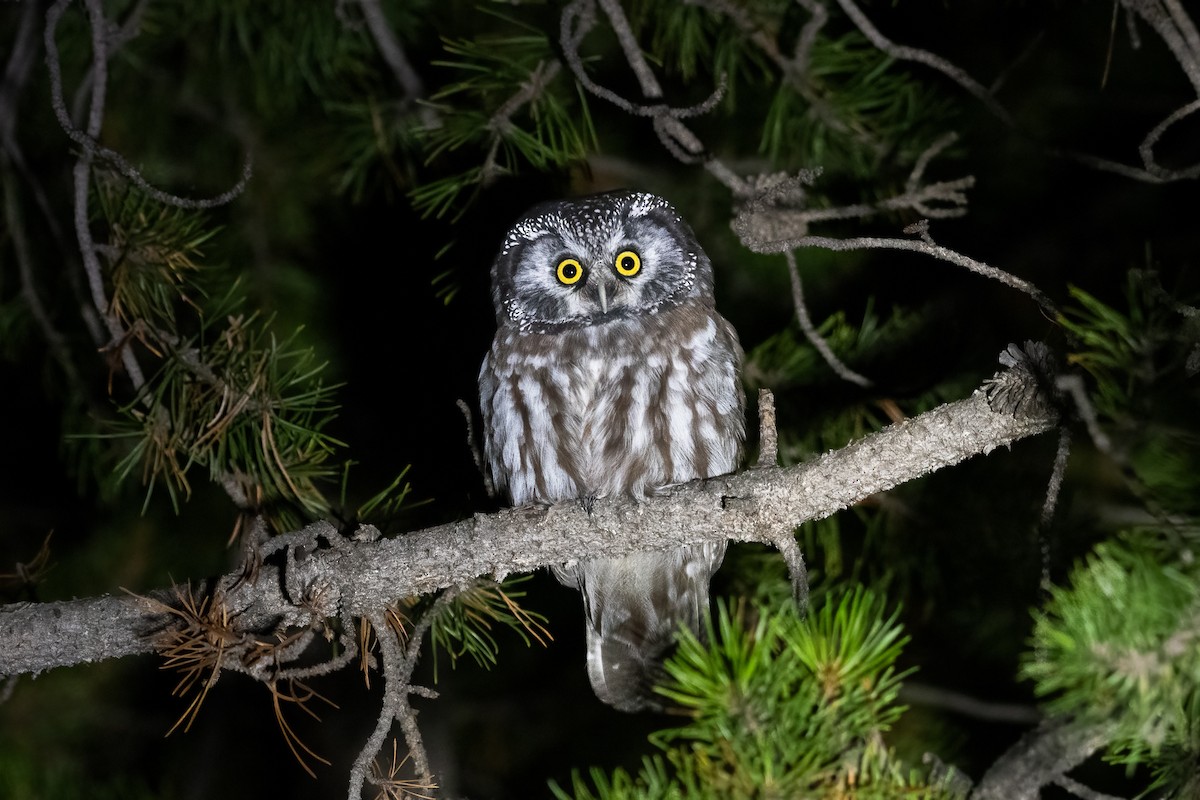 Boreal Owl (Richardson's) - Jeff Cooper