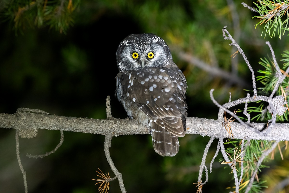 Boreal Owl (Richardson's) - ML608849770