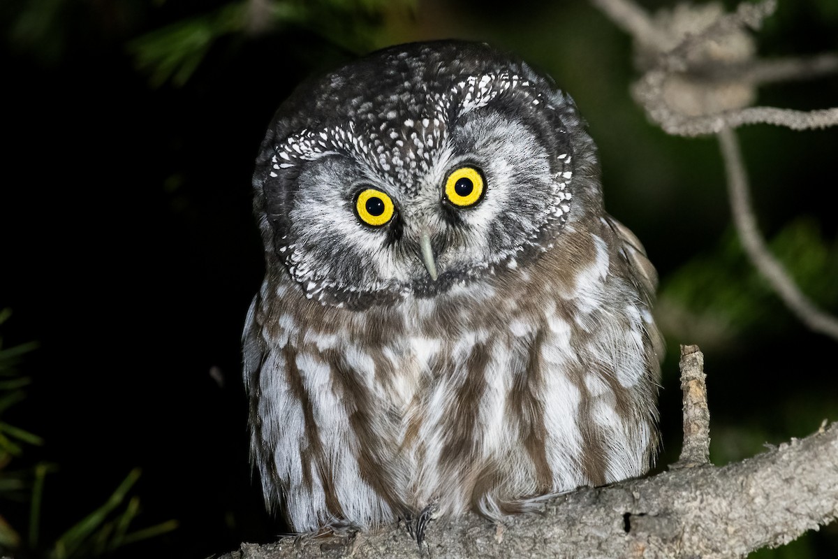 Boreal Owl (Richardson's) - ML608849771