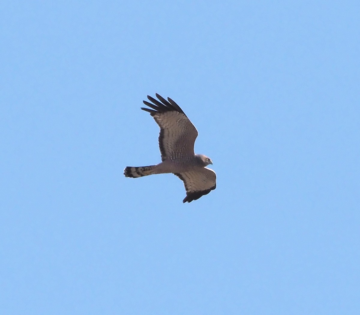 Spotted Harrier - ML608849873
