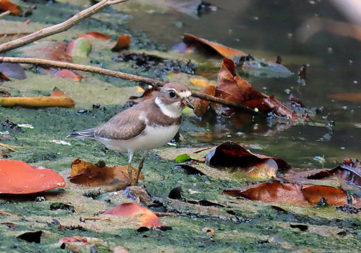Semipalmated Plover - ML608851127