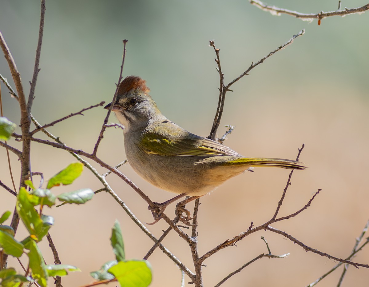 Green-tailed Towhee - ML608851715