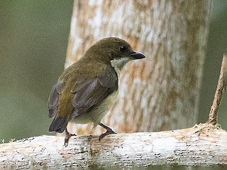 Female - Forest Botial-Jarvis - ML608851918