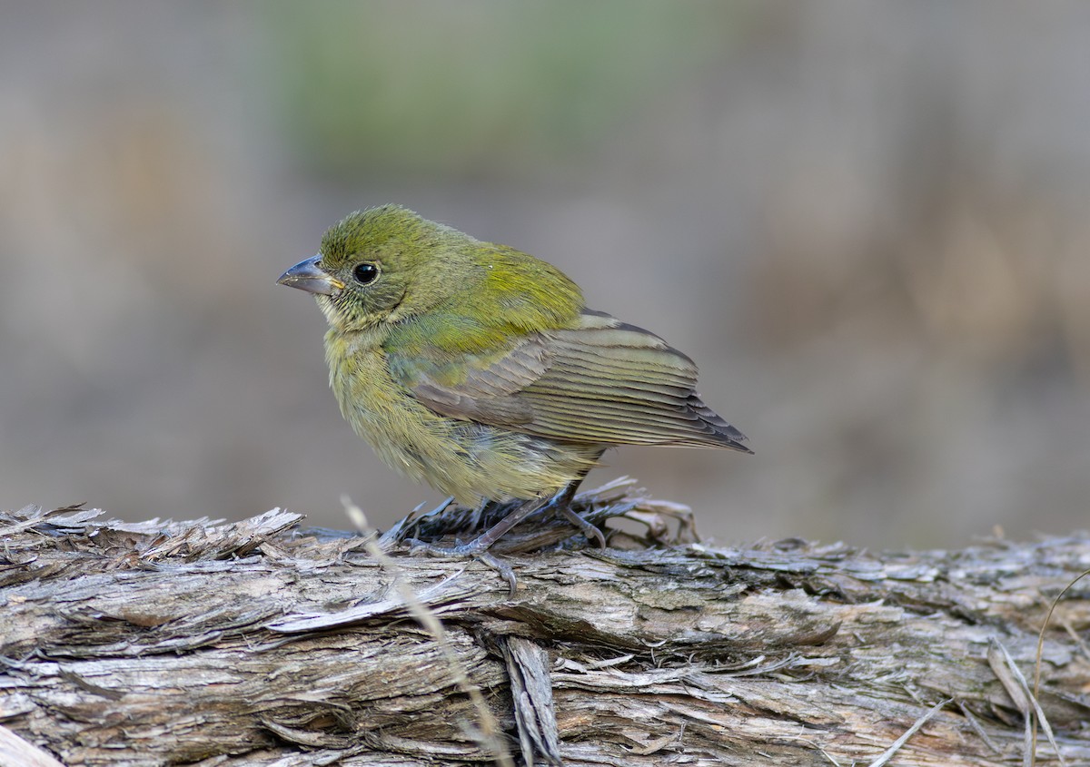 Painted Bunting - ML608851976