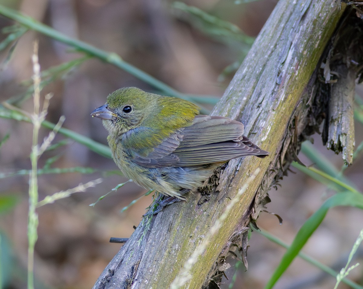 Painted Bunting - ML608851979
