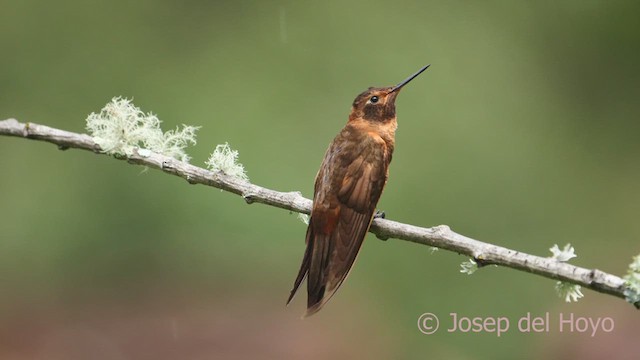 kolibřík duhovohřbetý - ML608852122