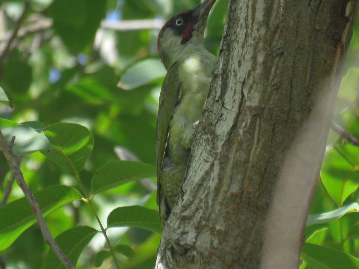 Eurasian Green Woodpecker (Eurasian) - ML608852331