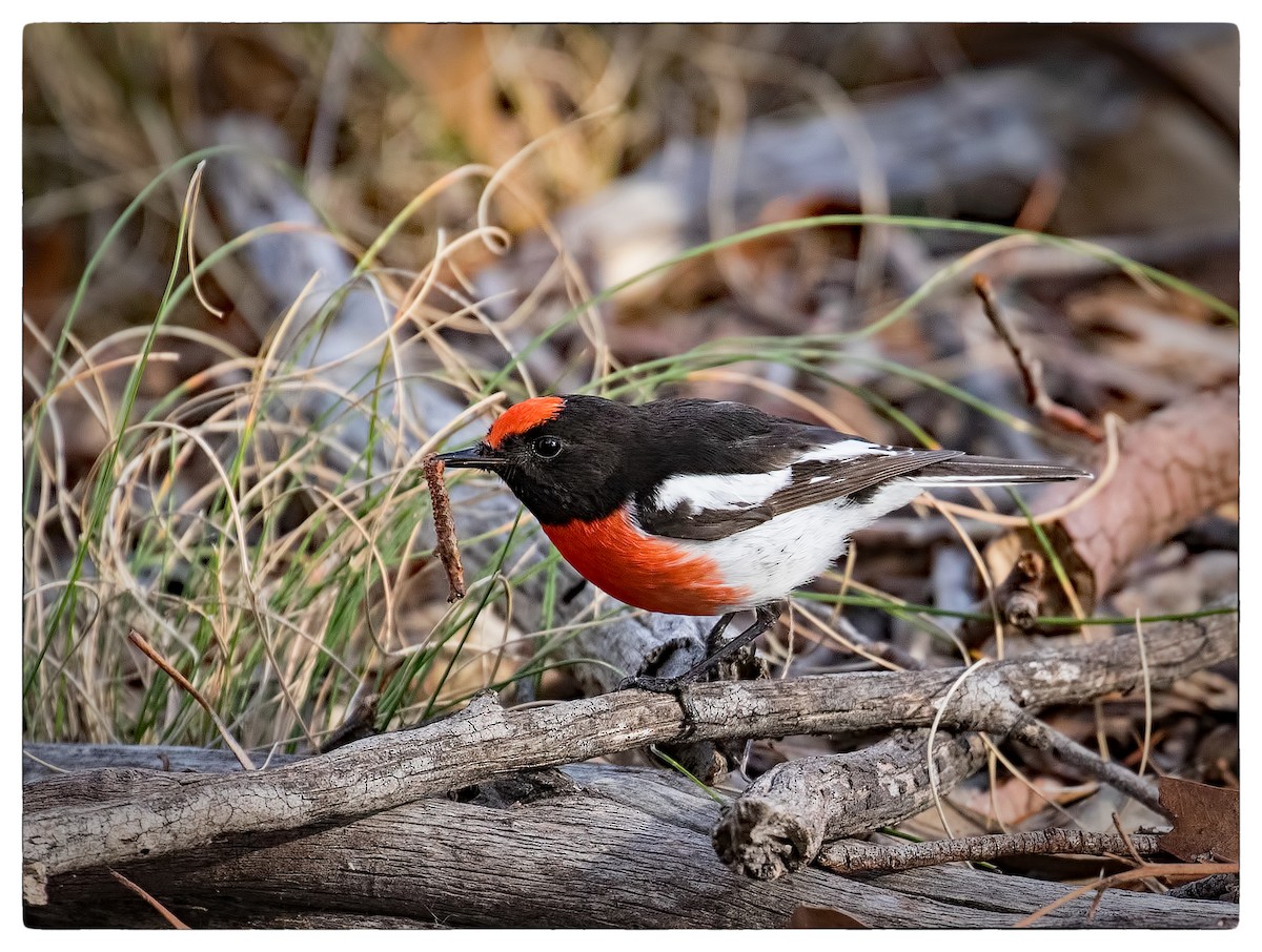 Red-capped Robin - ML60885251