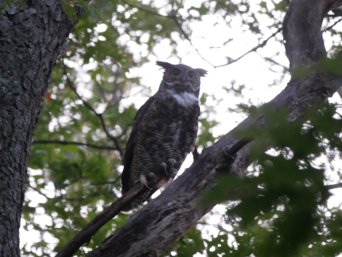 Great Horned Owl - ML608852528