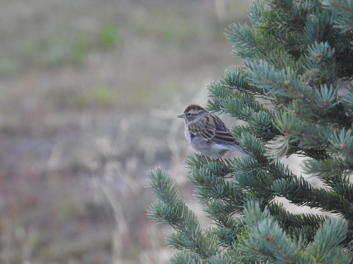 Chipping Sparrow - ML608852604