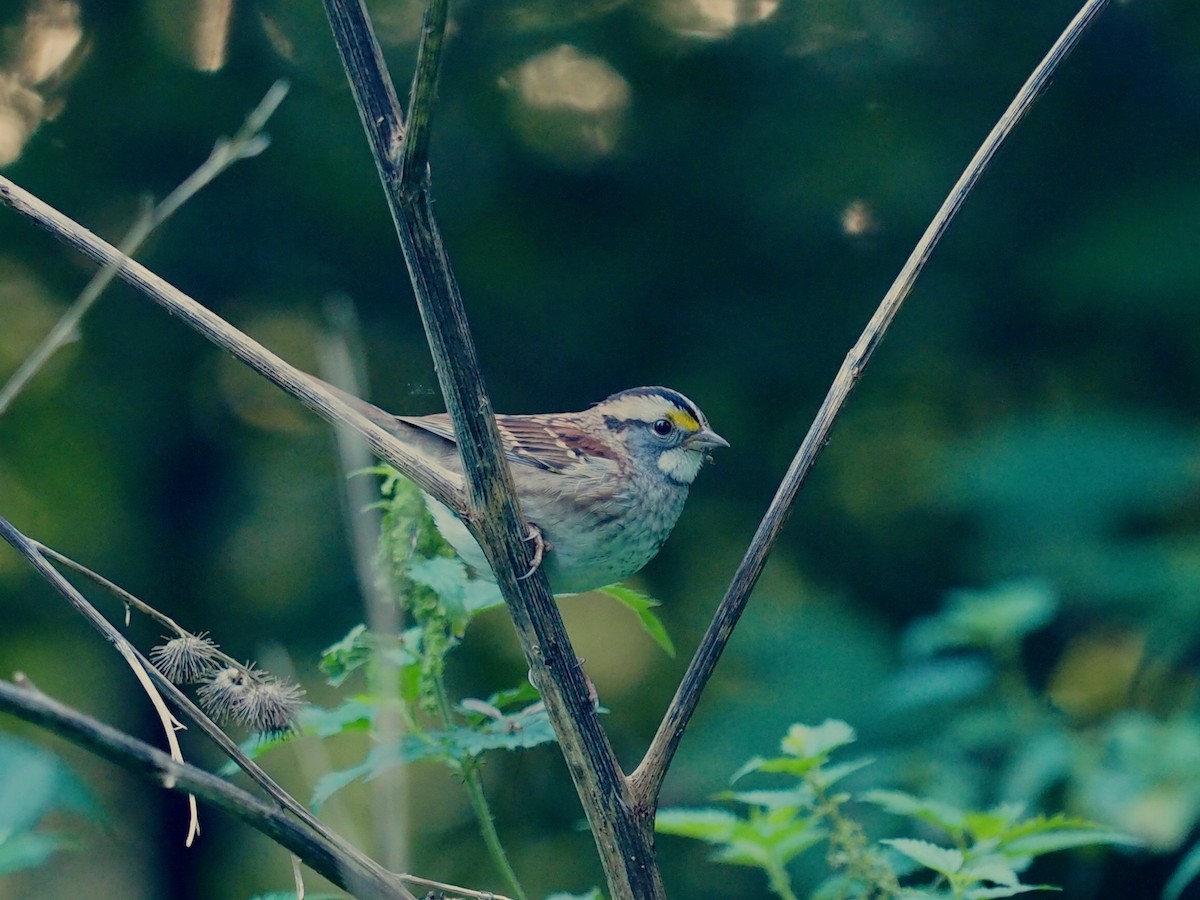 White-throated Sparrow - ML608852629
