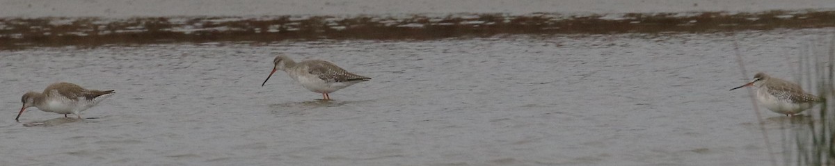 Spotted Redshank - ML608853160