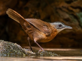  - Malayan Black-capped Babbler