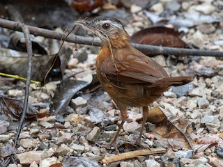  - Malayan Black-capped Babbler