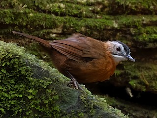  - Malayan Black-capped Babbler