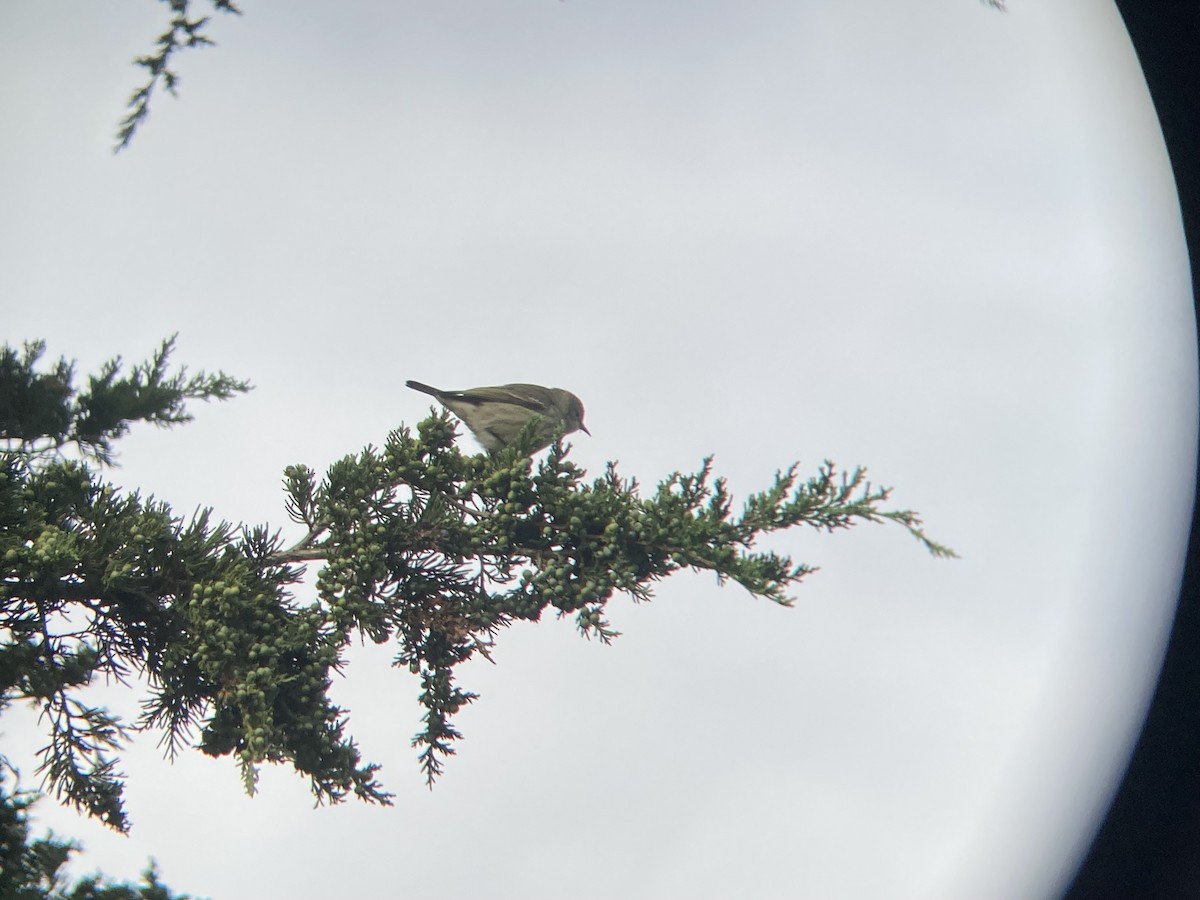 Cape May Warbler - ML608853269