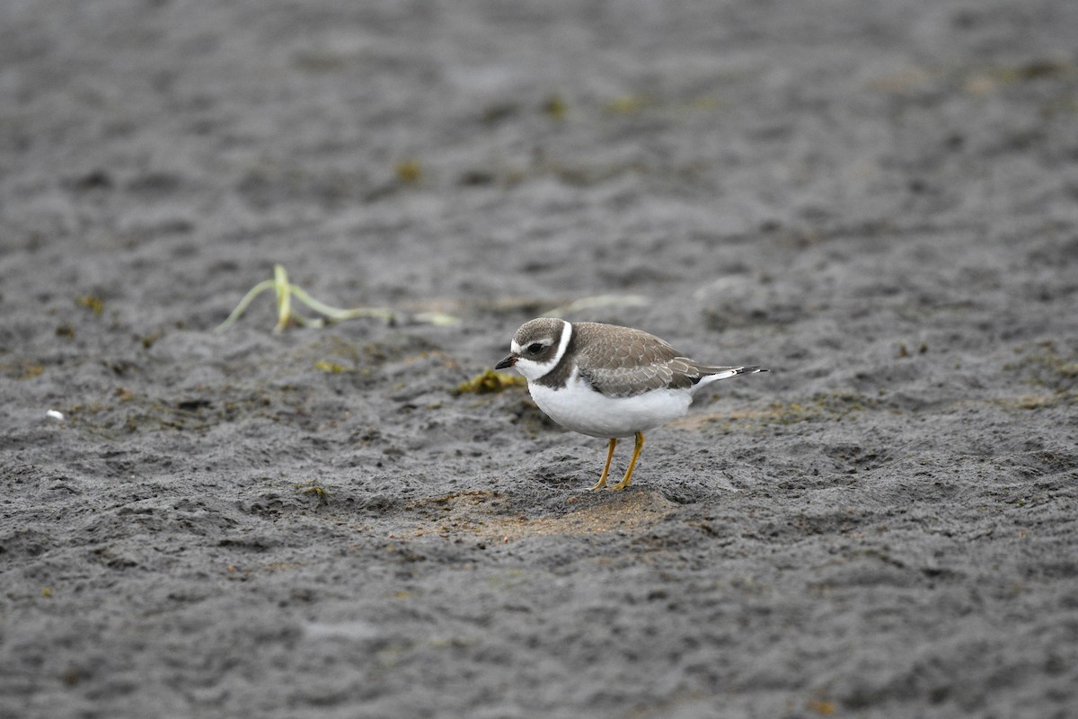 Semipalmated Plover - ML608853278
