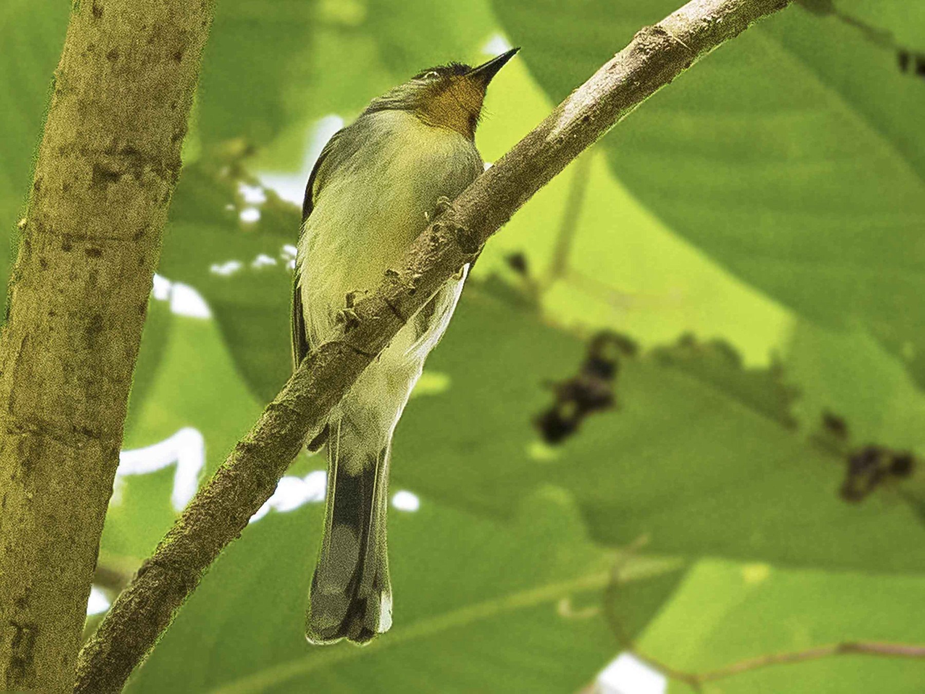 Visayan Babbler - eBird