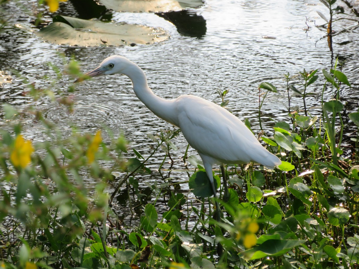 eBird Checklist 15 Sep 2023 Double Hammock Creek 20 species (+1 other taxa)